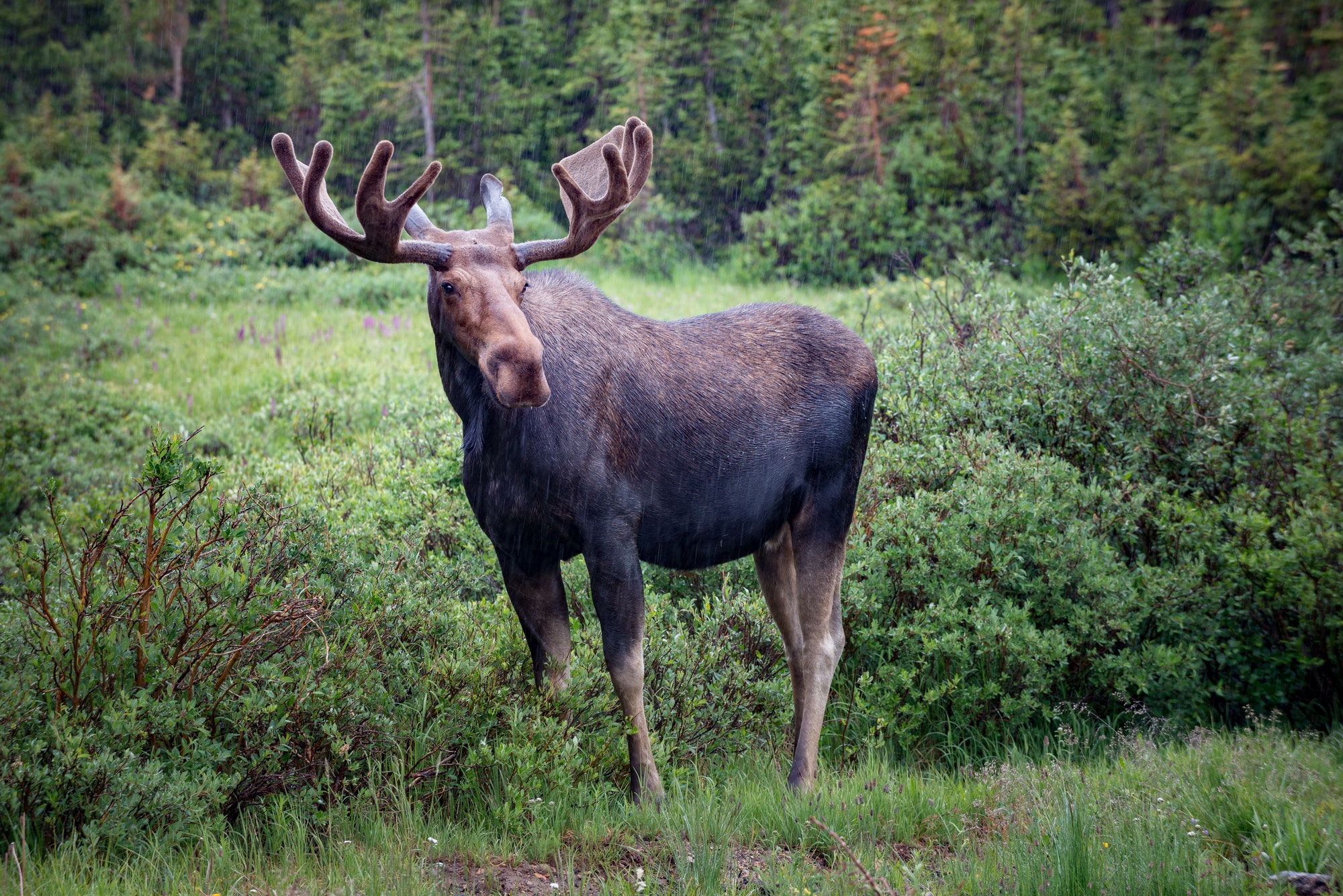 Moose near long lake trail Colorado